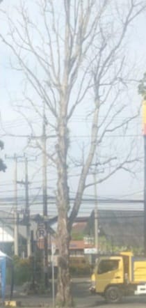 Pohon Mati di Jalur Nasional Dramaga Belum Ditangani, Ketua LSM PENJARA PN Soroti Lambannya Respons Instansi Terkait